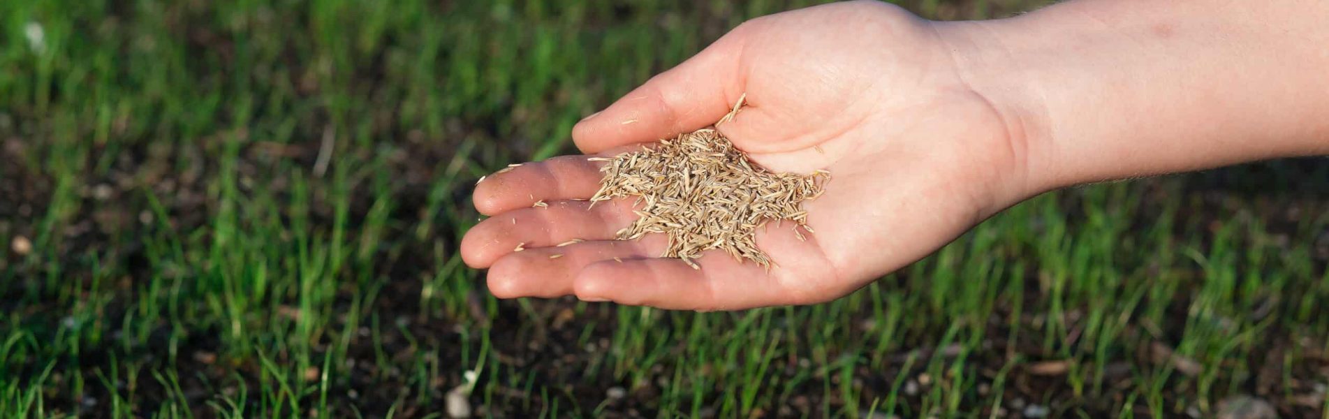 Close-up,Of,A,Woman's,Hand,Shaking,Grass,Seeds.,(shallow,Dof)